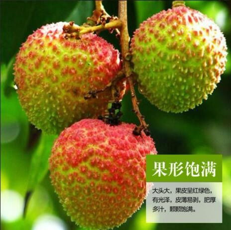 拼多多联惠通水果特产店妃子笑荔枝真实体验 性价比之王？