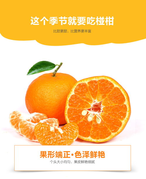 澄澄乡情 清江椪柑与秭归脐橙的岁时滋味