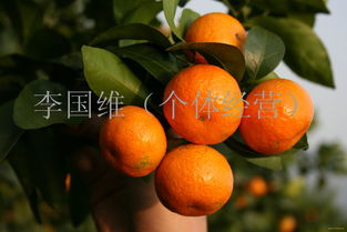 新鲜水果的魅力与健康益处