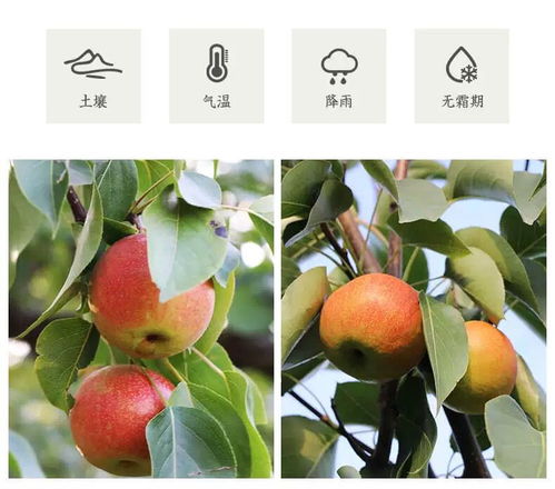 东北瑰宝 鞍山南果梨的品鉴与魅力