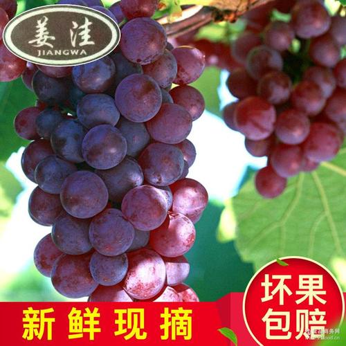 从枝头到舌尖 原产地新鲜葡萄，一件代发绿色有机好果